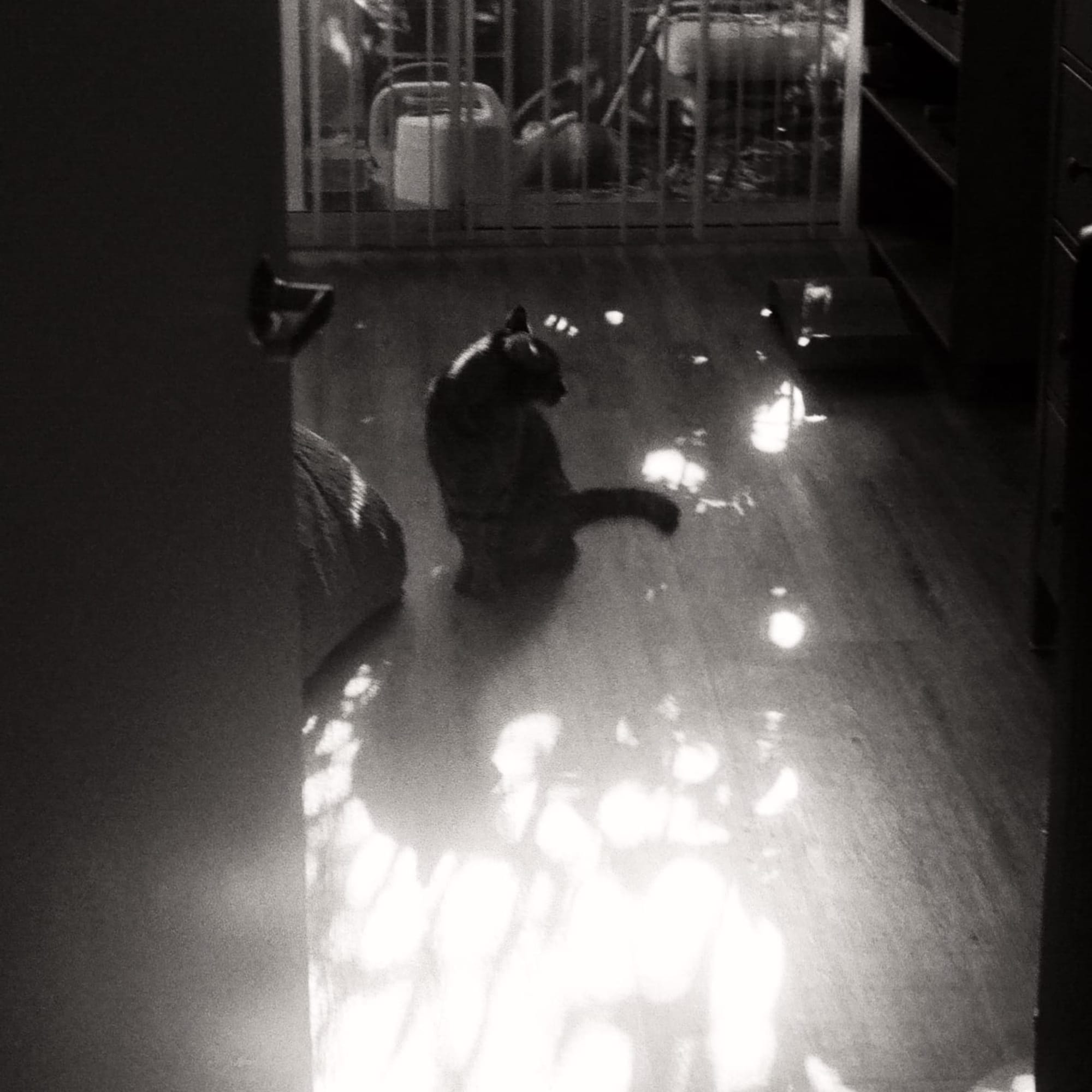 Theo the cat in the sunlight