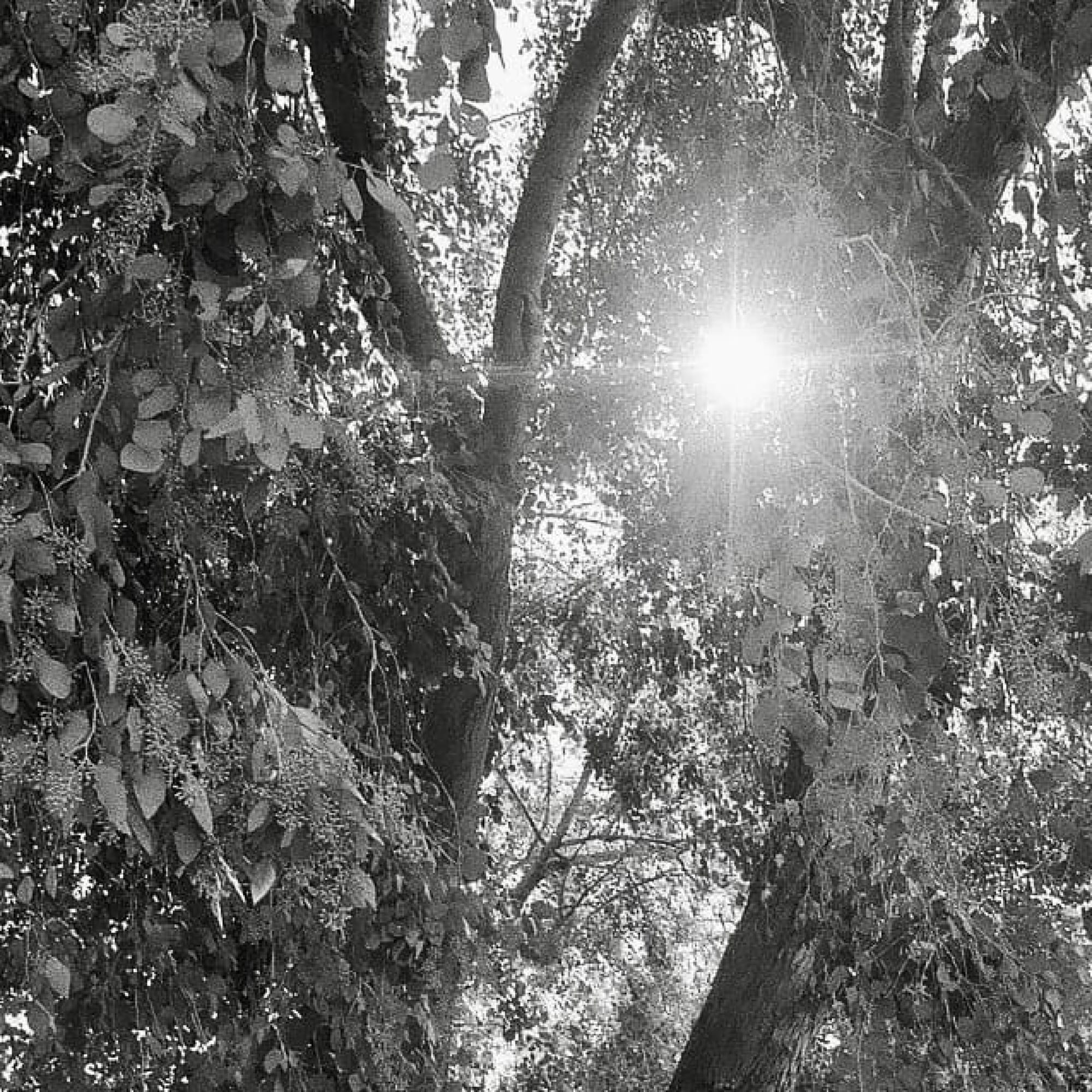 The Acorns, not The Valley.